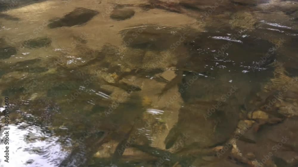 Fish swim upstream to a waterfall in the forest Fish swim upstream to a waterfall in the forest