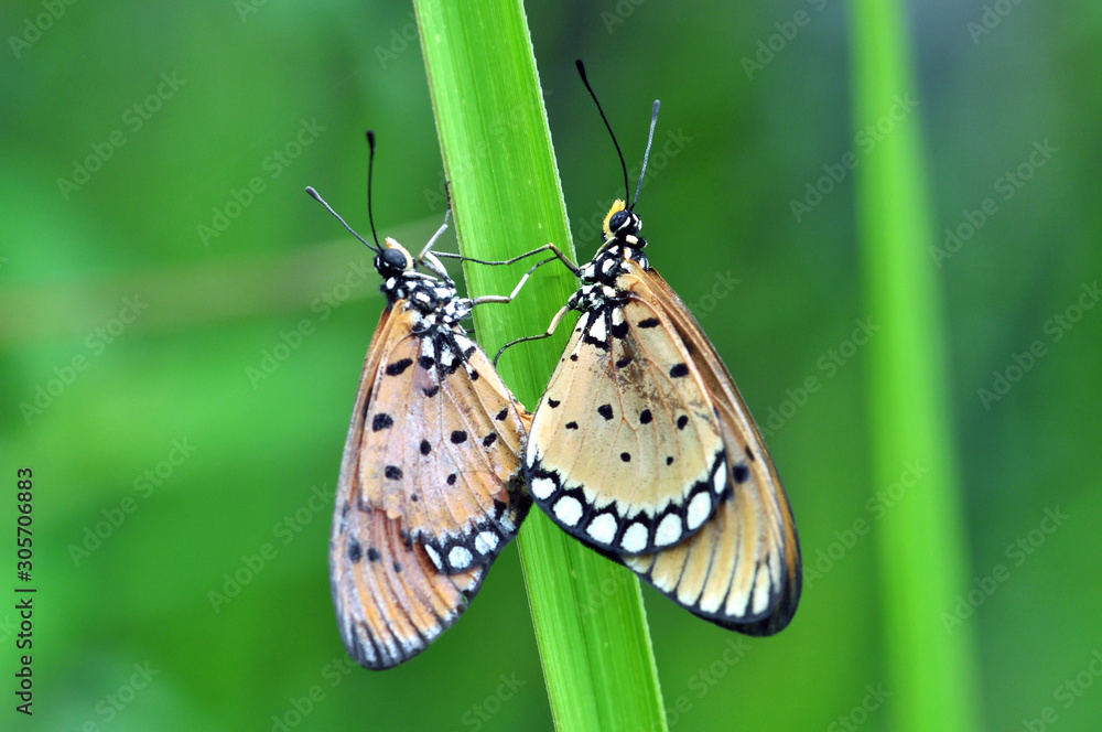 Obraz premium mating butterfly