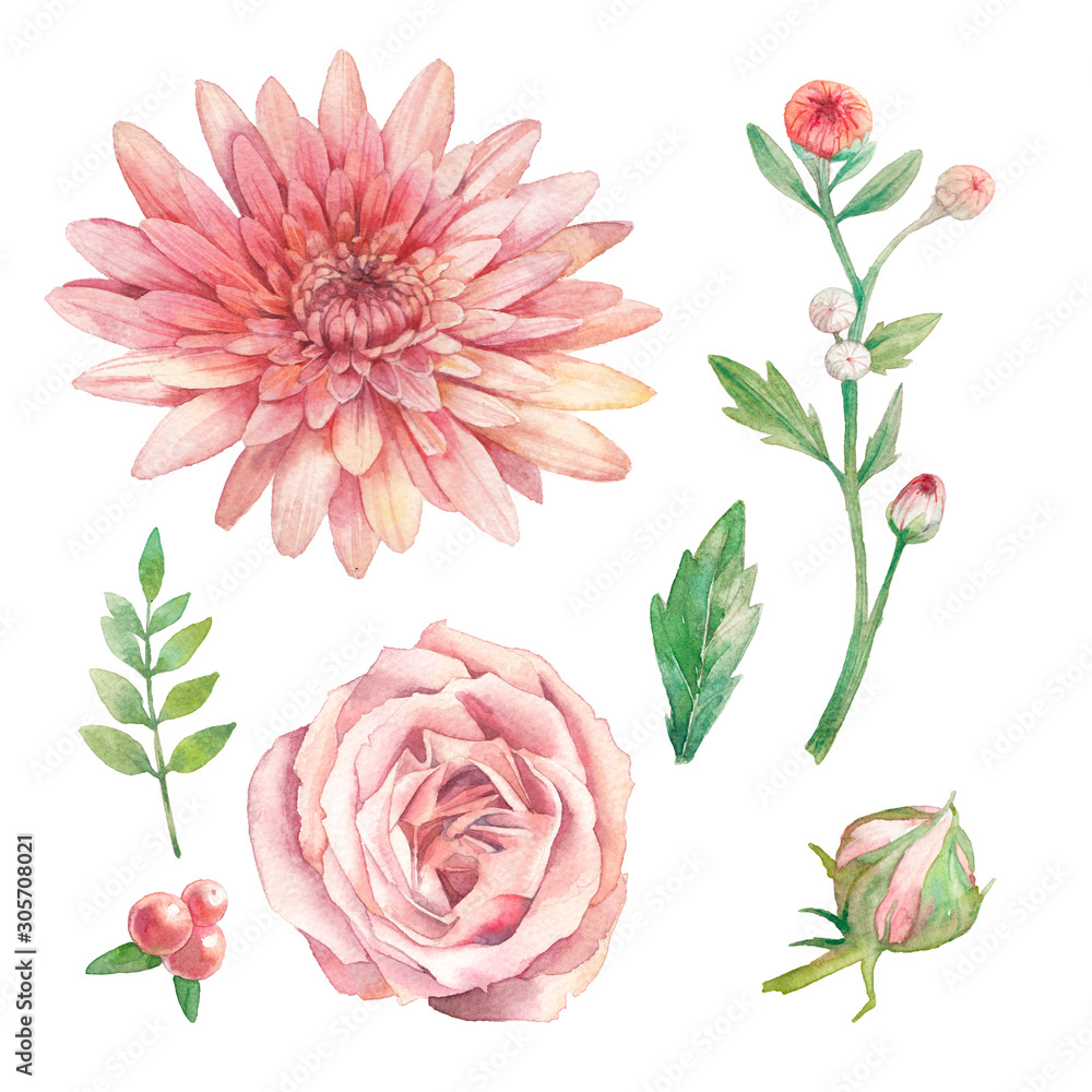 Hand painted floral elements set. Watercolor botanical illustration of flowers and leaves. Natural objects isolated on white background