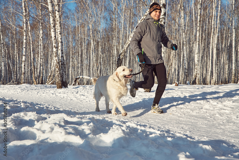 Labrador retriever dog for a walk with its owner man in the winter outdoors doing jogging sport.