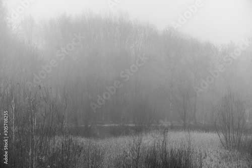 Dark foggy forest in late autumn