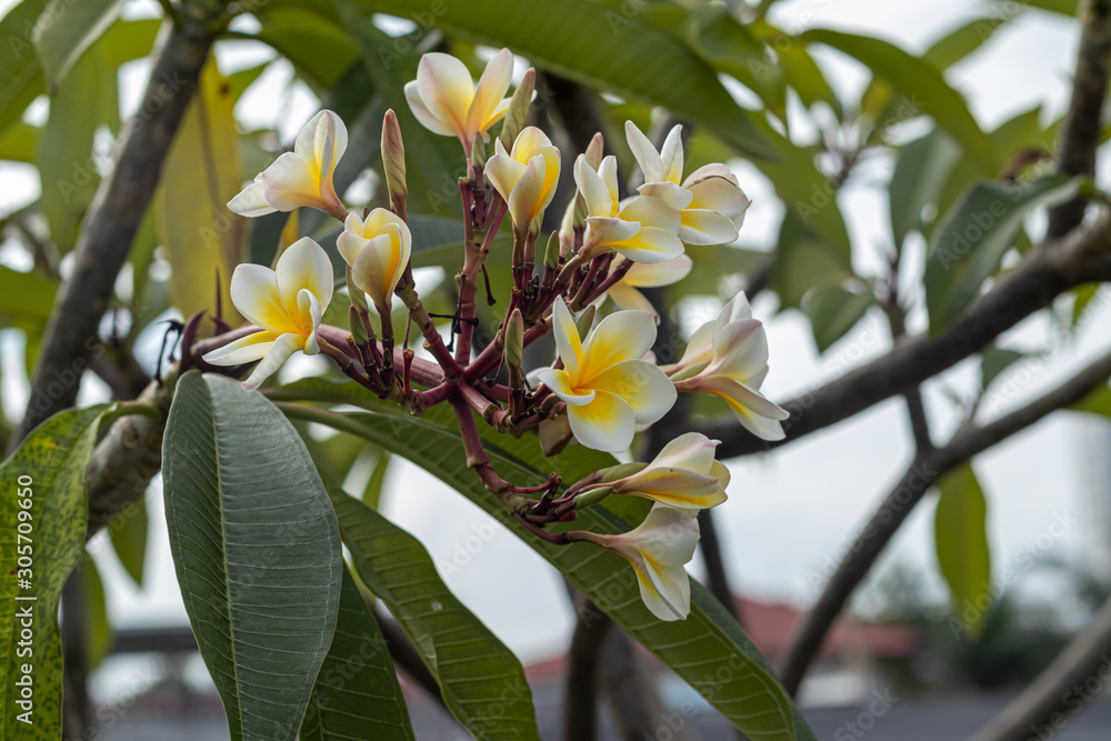 Plumeria white and yellow flowers in the garden Plumeria white and yellow flowers in the garden