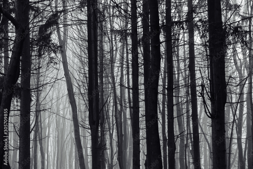 Dark foggy forest in late autumn Dark foggy forest in late autumn