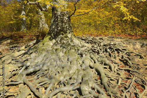 Old tree roots - European beech (Fagus sylvatica), park castle Hukvaldy, Moravia, Czech Republic photo