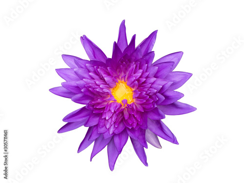 Waterlily or lotus flower isolate on white background  with clipping path.