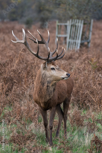 Red stag deer staying alert
