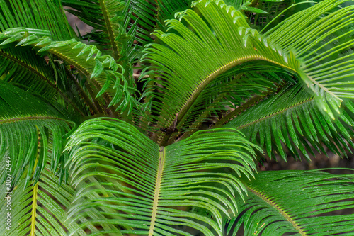 Cycas revoluta  sago palm native to Southern Japan