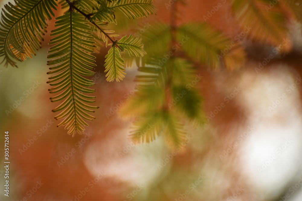 Coniferous metasequoia plant branches on a natural garden background.
