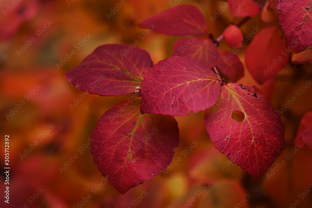 Bright burgundy leaves in the autumn garden.