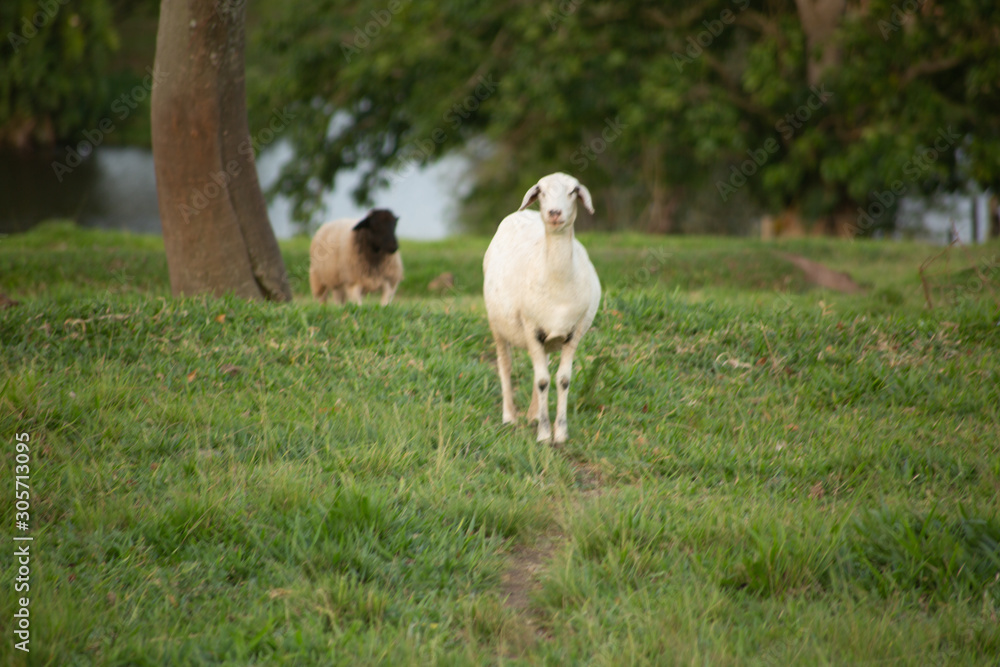 Fototapeta premium lamb