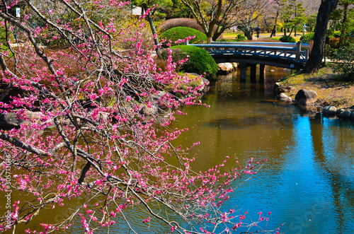 beautiful garden with lake and bridge in japanese style