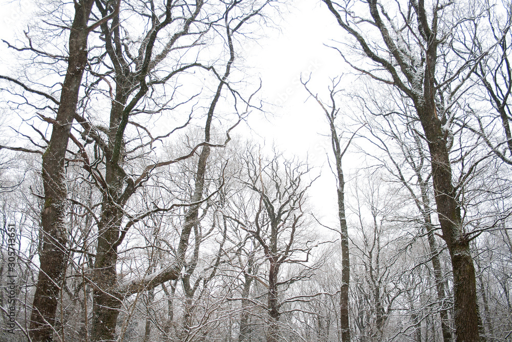 Naked trees and snow in wintry forest Naked trees and snow in wintry forest