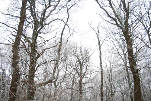 Naked trees and snow in wintry forest