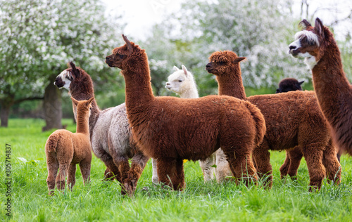 Alpaca herd on a spring meadow, South American mammals