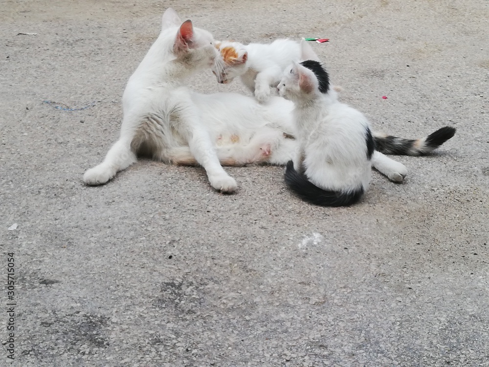 Mother cat with puppies