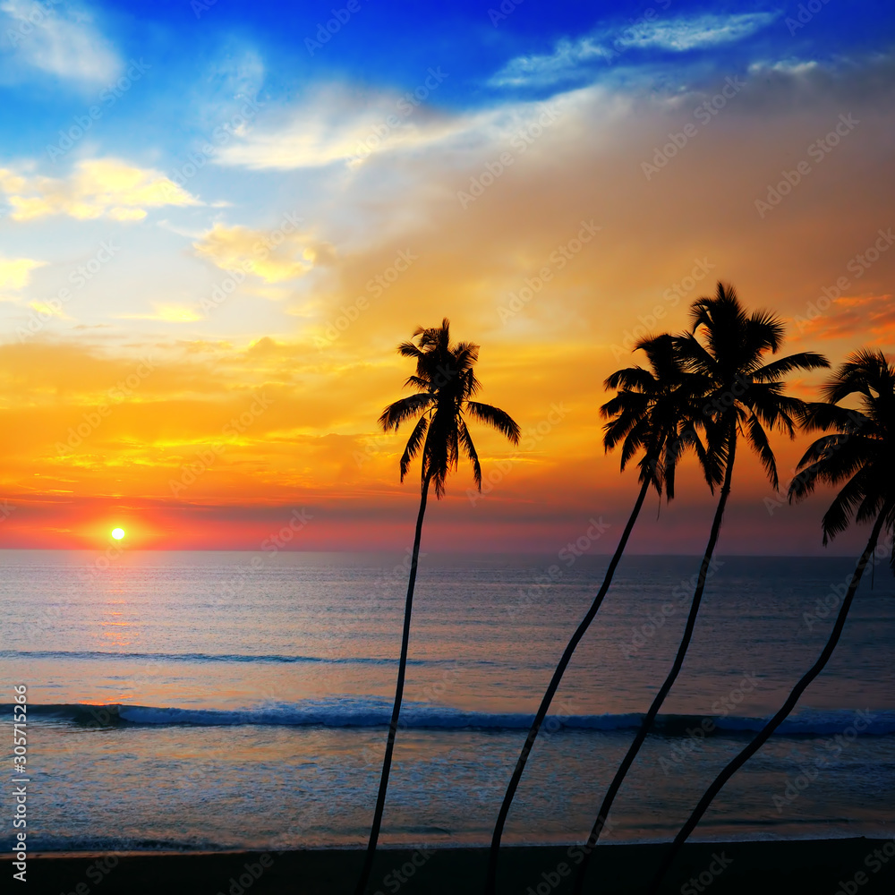Indian Ocean and palm trees silhouette at sunset.