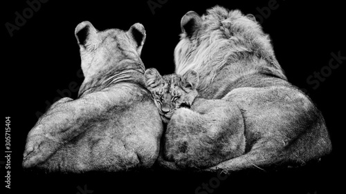 Obraz na płótnie Lion family with a black background w salonie