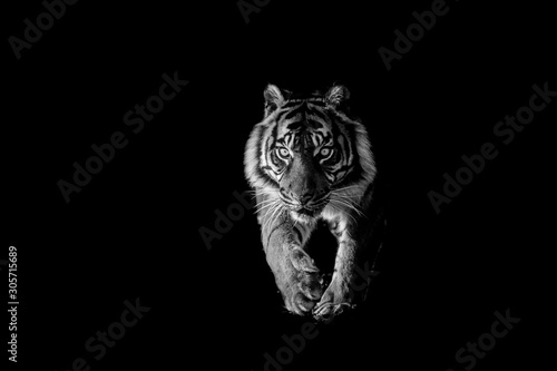 Tiger with a black background © AB Photography