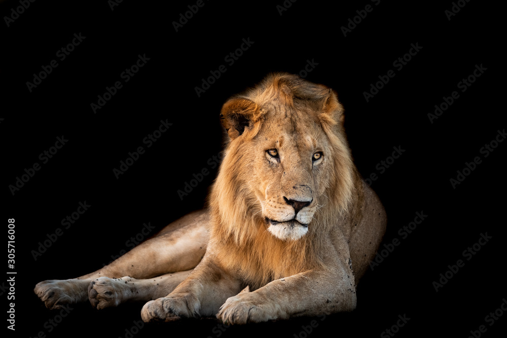 Obraz premium Lion with a black background