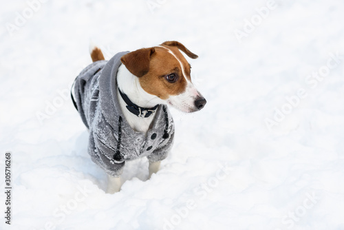 Cute Jack Russell Terrier dog wearing hoodie covered with snow