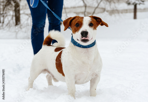 Dog walking on retractable leash standing on snow