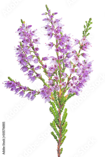 blossoming fine lilac heather branch on white