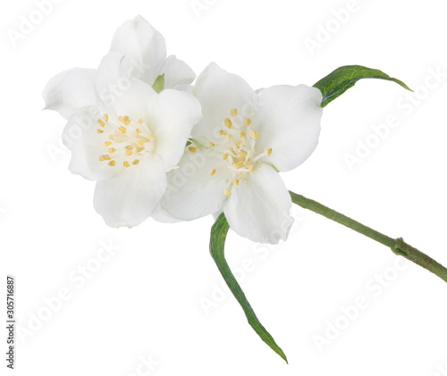 Fototapeta Naklejka Na Ścianę i Meble -  jasmine isolated branch with three white blooms