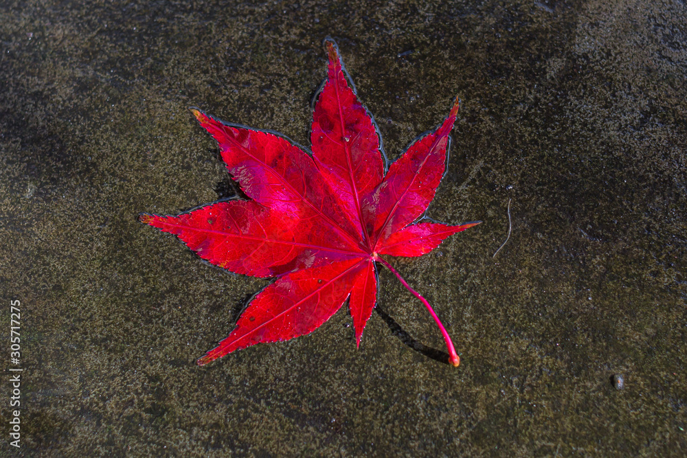 Looking down at a red maple leaf on a wet pavement Looking down at a red maple leaf on a wet pavement