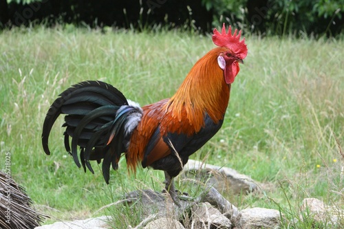 COQ