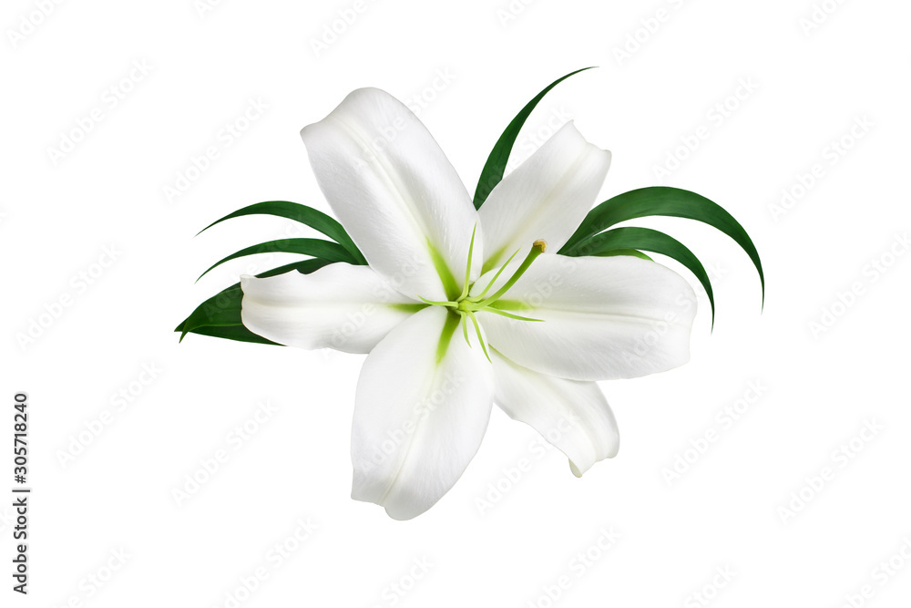 One big white lily flower with green leaves on white background isolated  close up, beautiful lilly floral pattern, decorative design element,  greeting card decoration, elegant wedding invitation decor Stock Photo |  Adobe