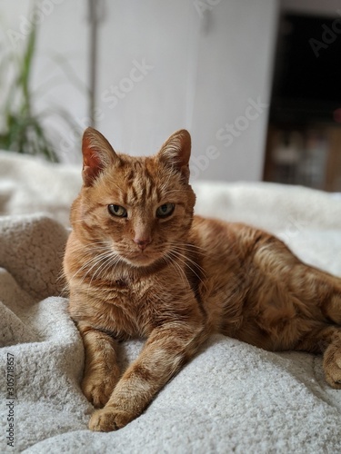 Ginger cat with an attitude