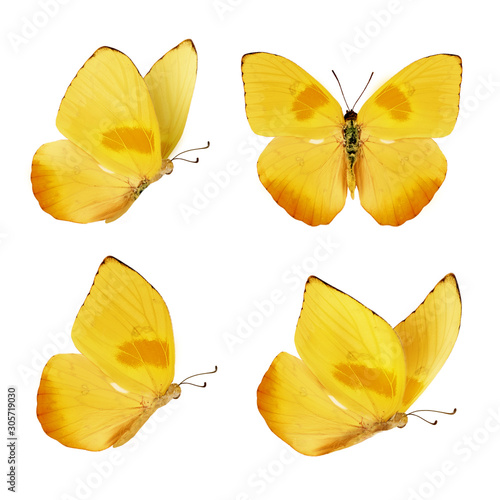 Carta da parati Farfalle - Carta da parati Set of four beautiful yellow butterflies. Phoebis philea butterfly isolated on white background. Butterfly with spread wings and in flight.