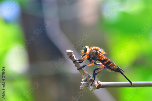 Robber Fly (Promachus hinei) photo