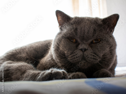 British shorthair blue breed cat lying down looking at the camera.