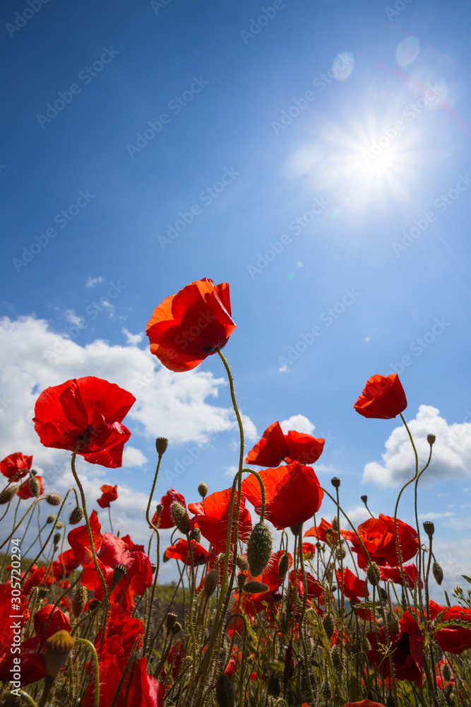 Fototapeta premium the poppies field