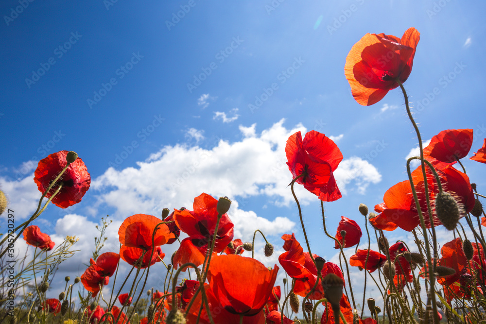 Obraz premium pole maków