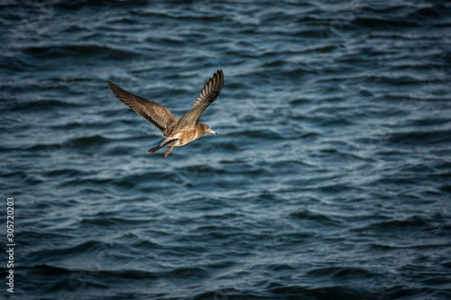 Flying seabird