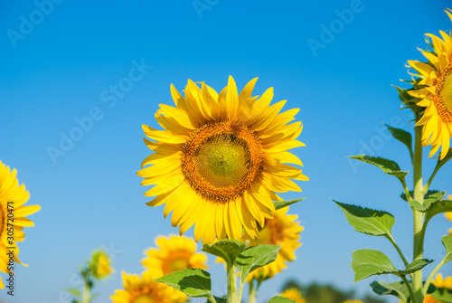 sunflowers  sunflowers farm  sunflowers from Thailand country