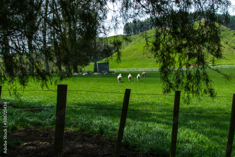 Landscape with sheep in New Zealand