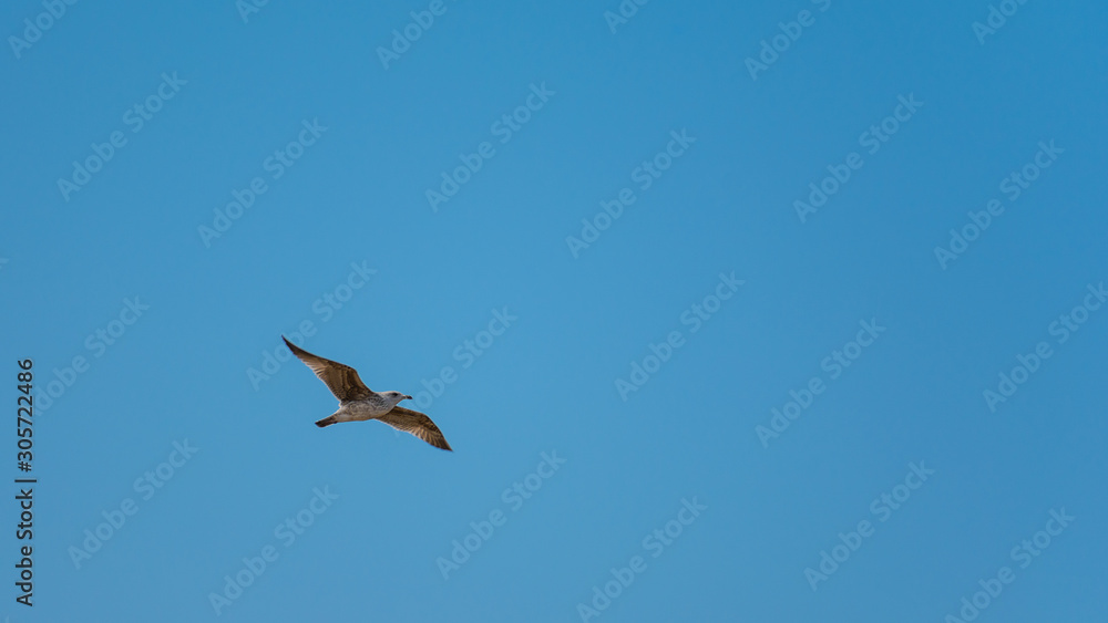 Seagull at Razo Beach, A Coruña, Spain