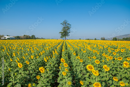 sunflowers, sunflowers farm, sunflowers from Thailand country