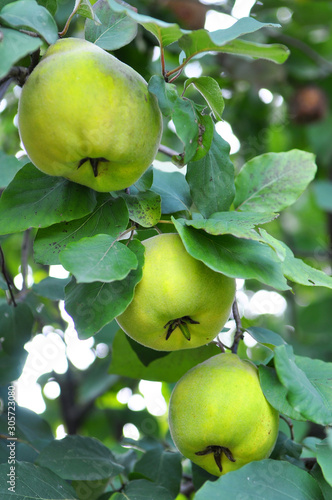 Quince ripen on the branch of the bush