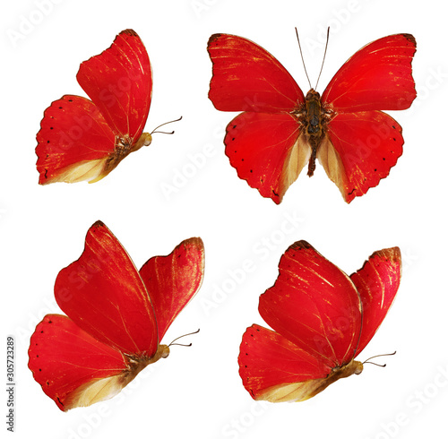 Canvas Print Set of four beautiful red butterflies Cymothoe excelsa isolated on white background