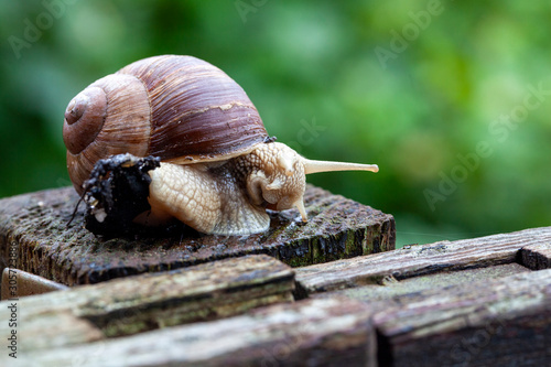 Schnecke Schneckenhaus Makro 