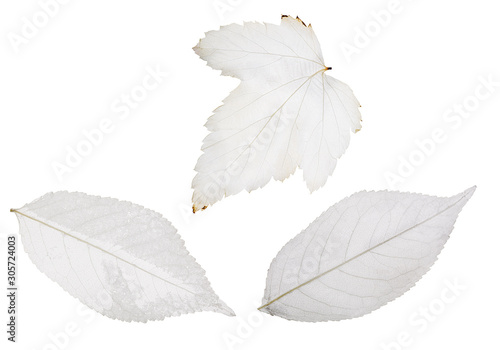 grey tree three leaf skeletons on white