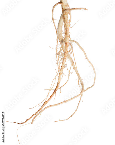 isolated on white light brown parsley root