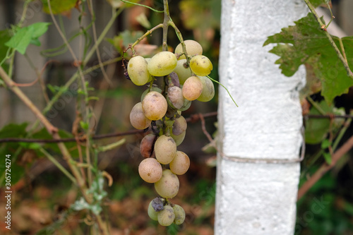 A bunch of table grapes Muscat. Green grapes grown in the country. Harvest of grapes, the bunch of grapes with spoiled rotten berries.