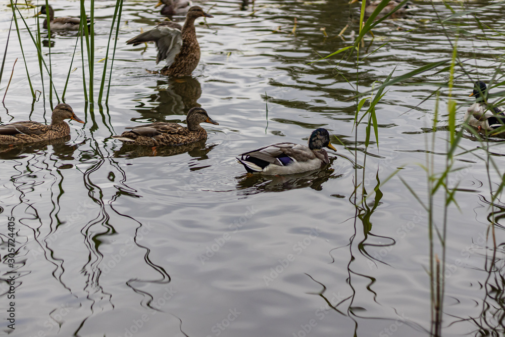 Curious Ducks on Urban lake water looking for food Curious Ducks on Urban lake water looking for food