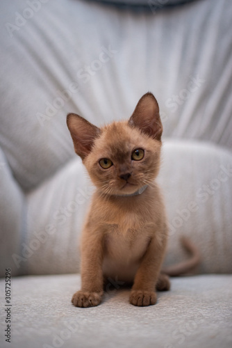 kitten scottish british cat burma munchkin animals  © Дария
