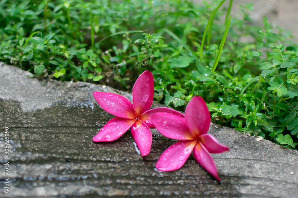 Pink plumeria flowers Full bloom wet Pink plumeria flowers Full bloom wet